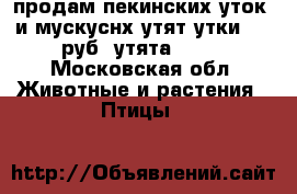 продам пекинских уток  и мускуснх утят.утки 750 руб..утята 350  - Московская обл. Животные и растения » Птицы   